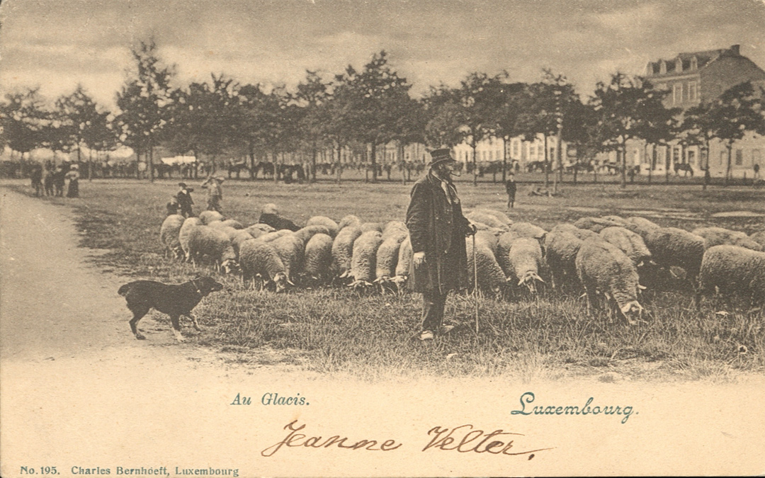 Berger « au Glacis ». Carte postale n° 195, Luxembourg: Charles Bernhoeft, [s.d.]. Cette carte a été envoyée à Ostende en août 1908.