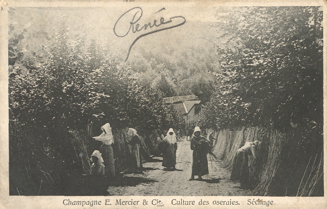 « Culture des oseraies. Séchage ». Carte postale, [Luxembourg] : Charles Bernhoeft, [s.d.].